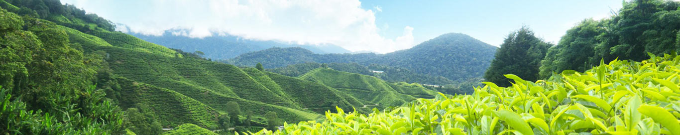 munnar honeymoon packages