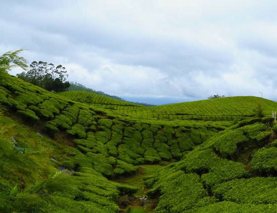 Munnar honeymoon Packages